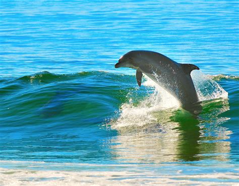 5 Different Ways To See Dolphins In Orange Beach Tripshock