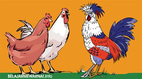 Siapa yang pernah melihat ayam? Kumpulan Gambar Mewarnai Ayam Hitam Putih