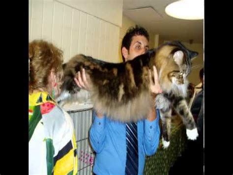 Welcome to the breeder listing of maine coon cats r us. large maine coon cats for sale - YouTube