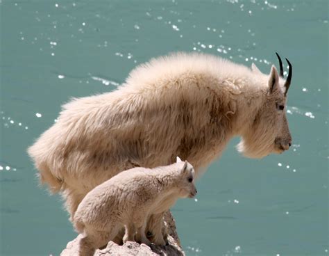 In Pictures 25 Of The Cutest Parenting Moments In The Animal Kingdom