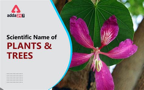 Scientific Name Of All Plants And Trees In English Pdf Download
