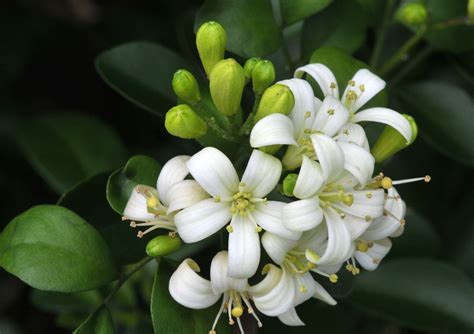 Belle Of India Jasmine Petals And Wings