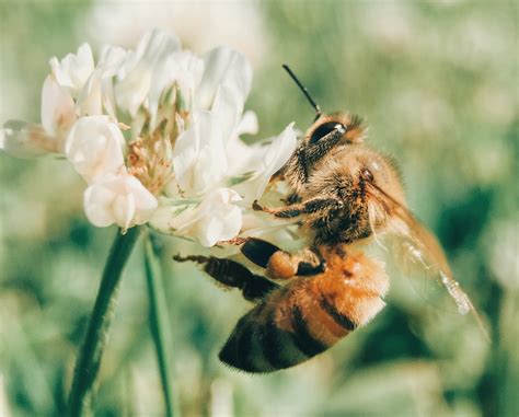 We Need To Talk About Bees This World Bee Day Seek Sophie