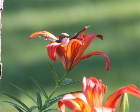 Hummingbird In Day Lily Feederwatch