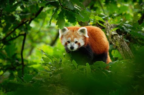 Panda Merah Ailurus Fulgens Berjalan Dan Memanjat Di Cabang Di Hutan