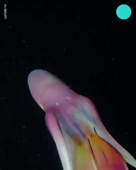 Rare ‘rainbow Blanket Octopuses Caught On Camera 9gag