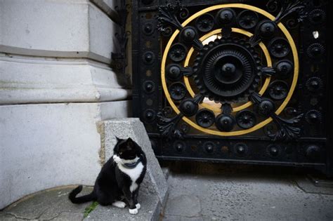 Foreign Office Cat Palmerston Heads Into Retirement Cityam