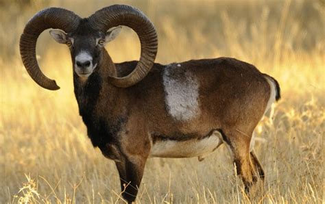 Iberian Mouflon Best Price Europen Mouflon Sheep Hunting In Spain