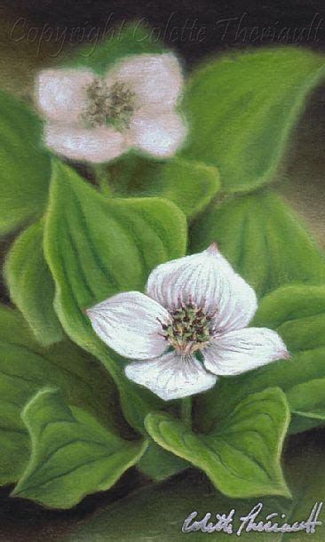 Canadian Bunchberry (Cornus canadensis)-botanical painting - Painting ...