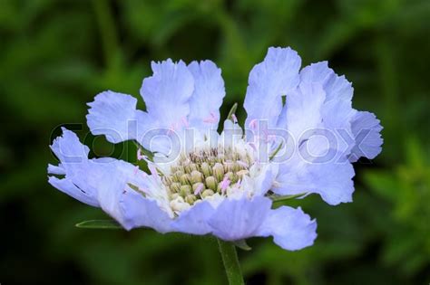 There Are Different Types Of Scabiosa Stock Photo Colourbox