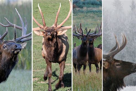 10 Monster Bull Elk Pictures Bull Fever Montana Hunting And