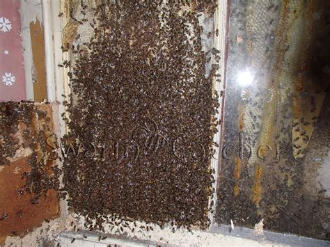 Honey Bees In Walls Removed By Knowledgeable Specialists