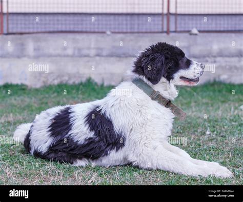 Livestock Guardian Dog Ciobanesc Romanesc De Bucovina Herding Dog Of