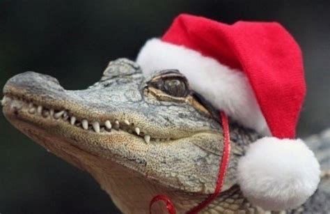 Top 10 Weird And Exotic Animals Wearing Santa Hats