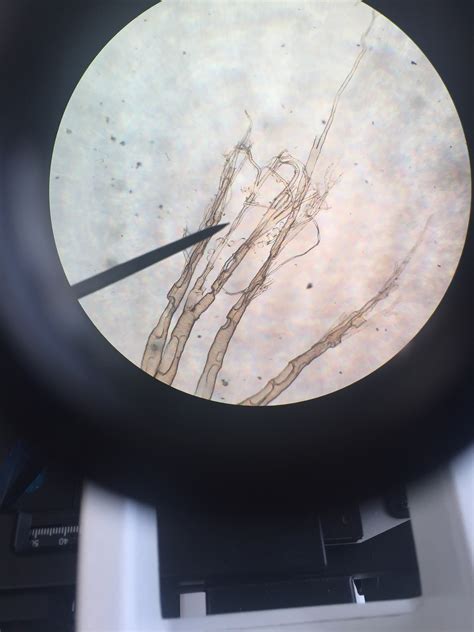 There is a logical order in the layout of the tabs. Arthropoda | Evolution of Respiration