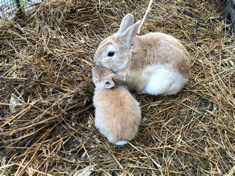 Les Lapins Sont Considérés Comme Des Animaux De Compagnie Floobby