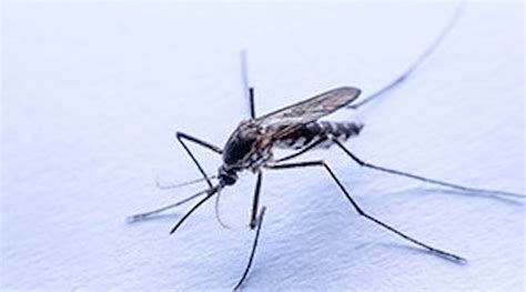 Top 50 Worst Cities For Mosquitoes Buildings