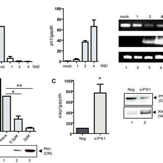 Xiap Mrna Expression Is Reduced By Pn Exposure A Pc Cells