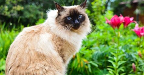 Balinese Cat Breed Complete Guide Az Animals