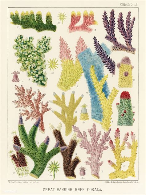 Great Barrier Reef Corals From The Great Barrier Reef Of Australia