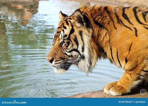 Siberian Tiger Drinking Water Royalty Free Stock Photography