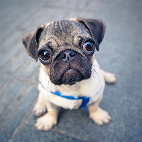 List 96 Pictures The Cutest Pug In The World Full HD 2k 4k 09 2023
