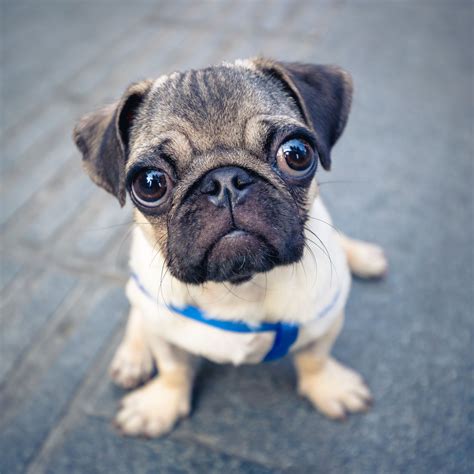 List 96 Pictures The Cutest Pug In The World Full Hd 2k 4k 092023