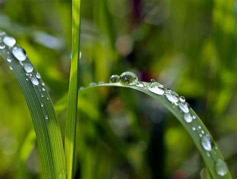 Free Images Water Nature Branch Drop Dew Meadow