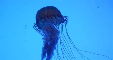 An Antidote For Box Jellyfish Stings 2ser