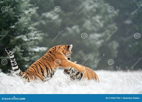 Two Siberian Tigers Playing In The Snowy Winter Day Panthera Tigris
