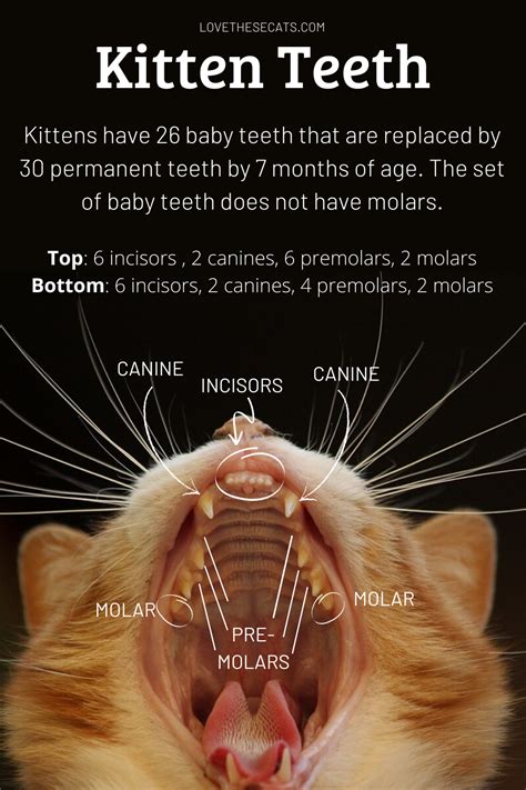 Kitten Tooth Eruption Chart