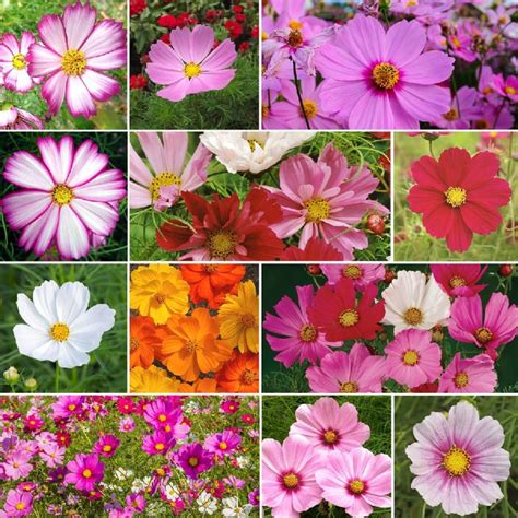 Crazy For Cosmos Cosmos Seed Mix Flower Seeds Wildflower Seeds