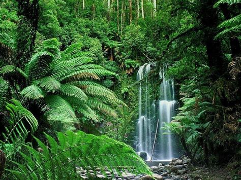 The 15 Most Beautiful Rainforest Photos | MostBeautifulThings
