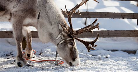 Learn How To Say Reindeer In French Extra Activities Educatall