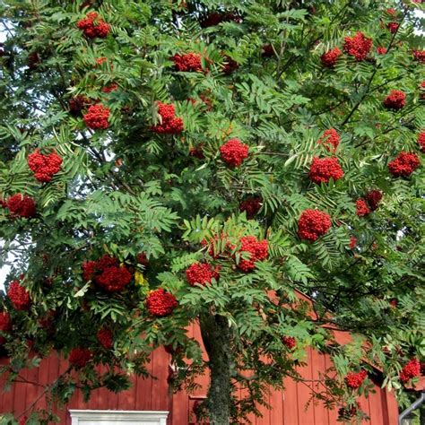 Ljekovita svojstva bobica crvene viburnum su poznati u rusiji, u ukrajini i drugim europskim zemljama, gdje je široko rasprostranjena. Sorbus aucuparia - Rasadnik „Jelena"
