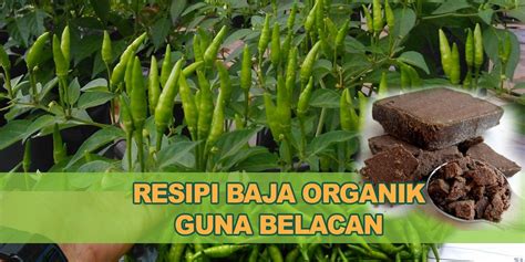 Mission to remove as many as 7500 mature trees location: Belajar cara buat baja belacan untuk pokok cili agar hasil ...