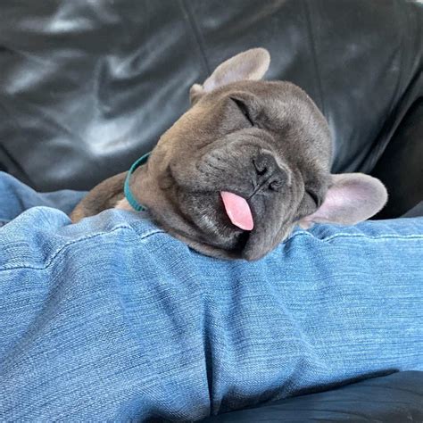 The goals and purposes of this breed standard include it is generally accepted that the french bulldog was developed in france, using the miniature or the french bulldog's appearance is that of an active, intelligent, muscular dog, powerful for its small size. Puppy growth chart Rambo, French bulldog, Male