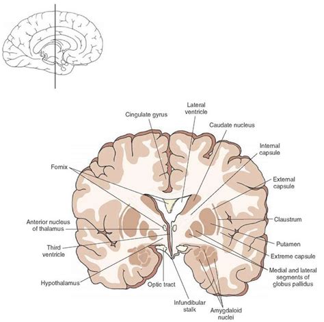 Cross Section Of The Brain Depicting The Position Occupied By The