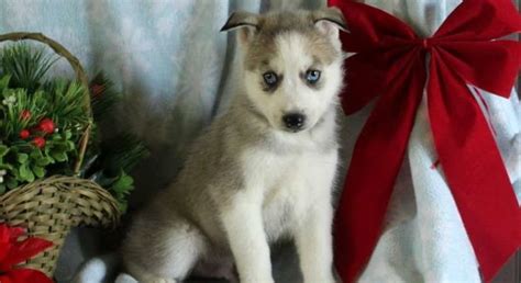 Siberian Huskymeet Racer A Puppy For Adoption Puppy Adoption Dog