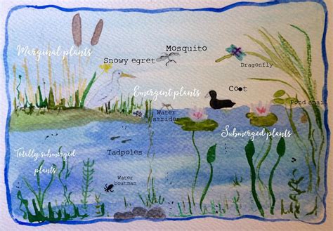 Pond Ecosystem Etsy Ecosystems Pond Aquatic Ecosystem