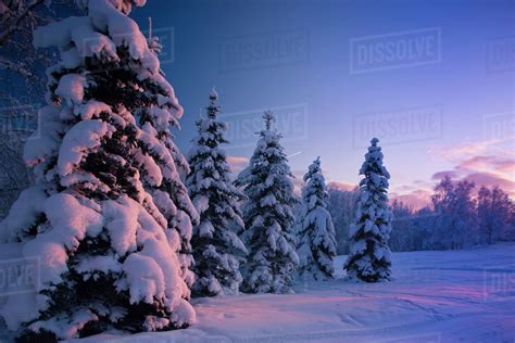 Snow Covered Spruce Trees At Sunset With Pink Alpenglow