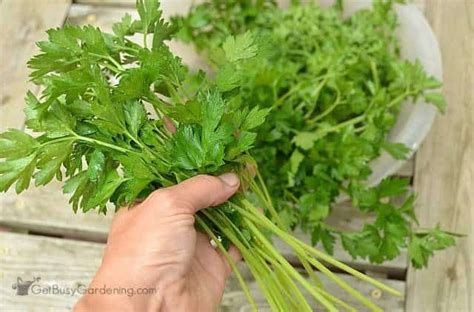 How To Harvest Parsley With Pictures Parsley Plant Parsley Harvesting Herbs