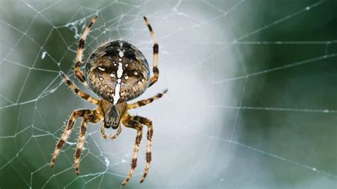 European Garden Spider Araneus Diadematus Glenlivet Wildlife