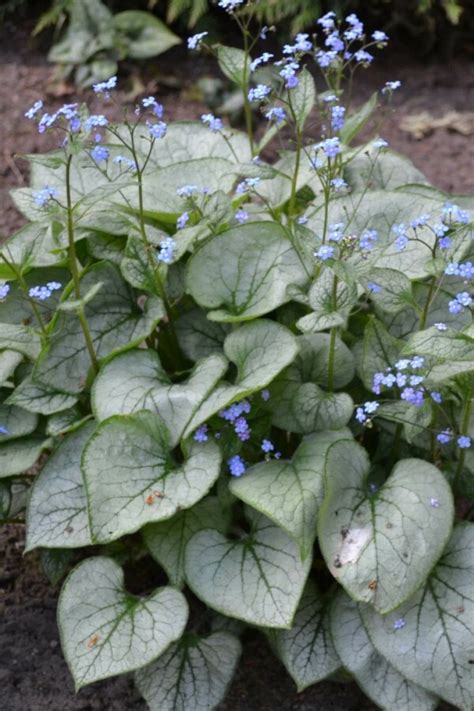 Brunnera Macrophylla Jack Frost Kopen Plant And Grow