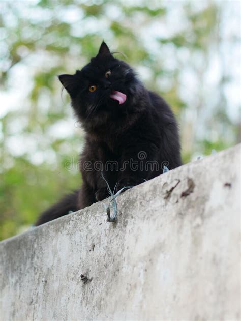 Vertical Closeup Shot Of A Funny Black Cat With Its Tongue Out Stock