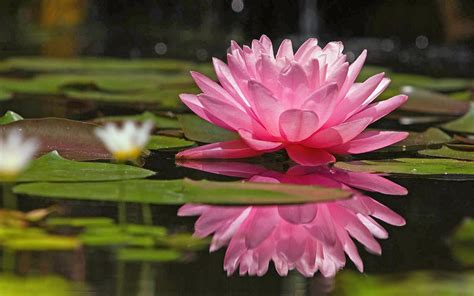 Pink Lotus On The Water Water Flower Wallpaper