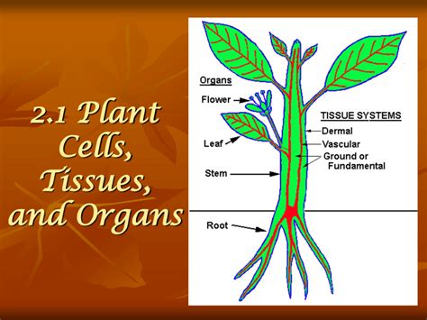 21 Plant Cells Tissues And Organs