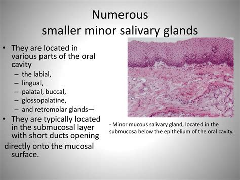 Ppt Salivary Glands And Saliva Powerpoint Presentation Free Download