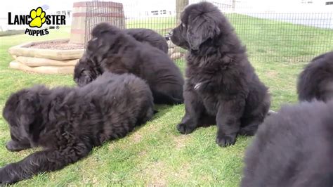 Newfoundland Puppies Youtube