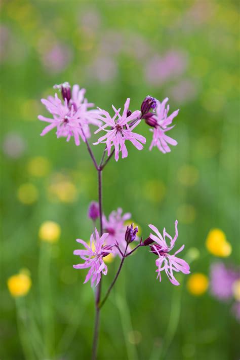 A Simple Guide To The Wildflowers Of Britain Country Life